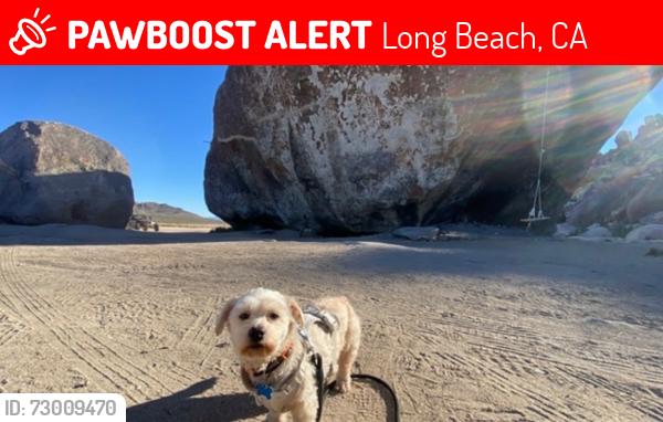 Lost Male Dog last seen Willow and Santa Fe, Long Beach, CA 90810