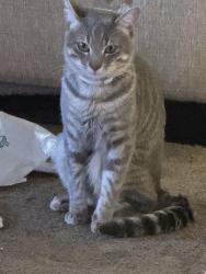 Lost Male Cat last seen Cactus ave and foothill blvd , Rialto, CA 92376