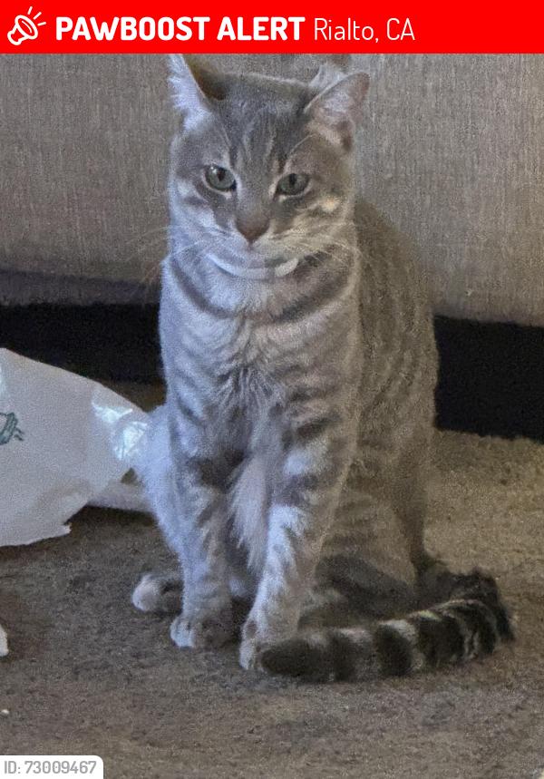 Lost Male Cat last seen Cactus ave and foothill blvd , Rialto, CA 92376