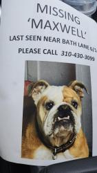 Lost Male Dog last seen Bath lane, Ventura, CA 93001