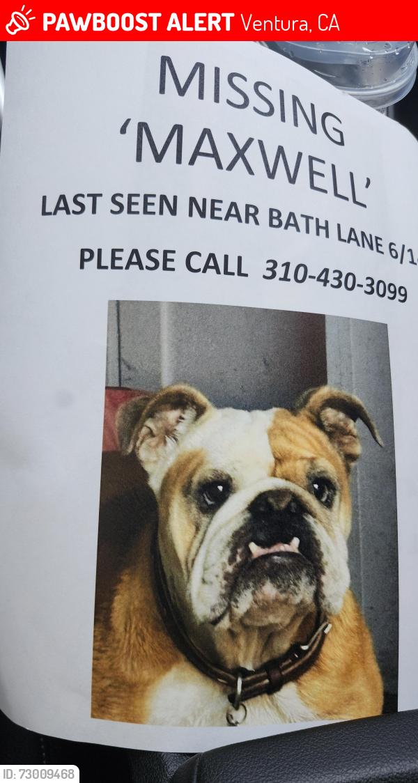 Lost Male Dog last seen Bath lane, Ventura, CA 93001