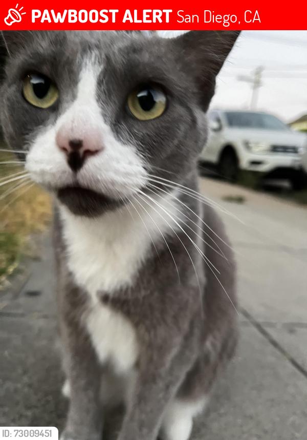 Lost Female Cat last seen Likes to cross the street and stay under the cars or near the bridge. , San Diego, CA 92101