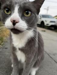 Lost Female Cat last seen Likes to cross the street and stay under the cars or near the bridge. , San Diego, CA 92101