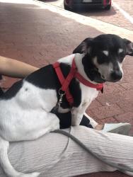 Reunited Male Dog last seen Walnut St and Audelia , Dallas, TX 75243