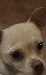Reunited Unknown Dog last seen Dunn and Wanda, Memphis Tennessee, Memphis, TN 38117