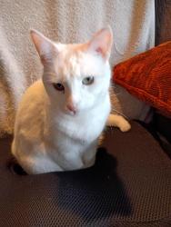 Lost Female Cat last seen El vista auto sales, Modesto, CA 95354
