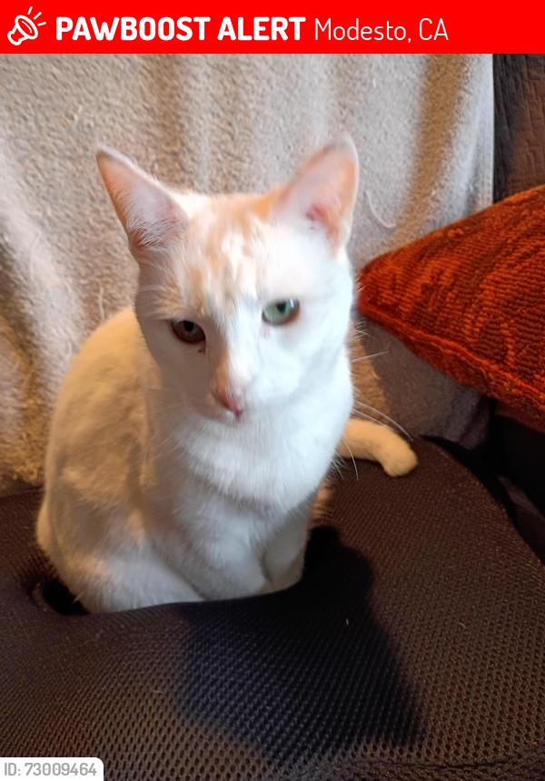 Lost Female Cat last seen El vista auto sales, Modesto, CA 95354