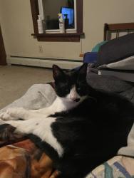 Lost Male Cat last seen Near River Road, Mount Bethel, PA 18343, Mount Bethel, PA 18343