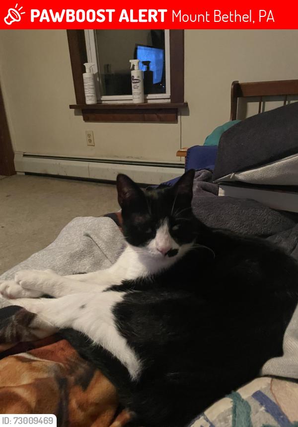 Lost Male Cat last seen Near River Road, Mount Bethel, PA 18343, Mount Bethel, PA 18343