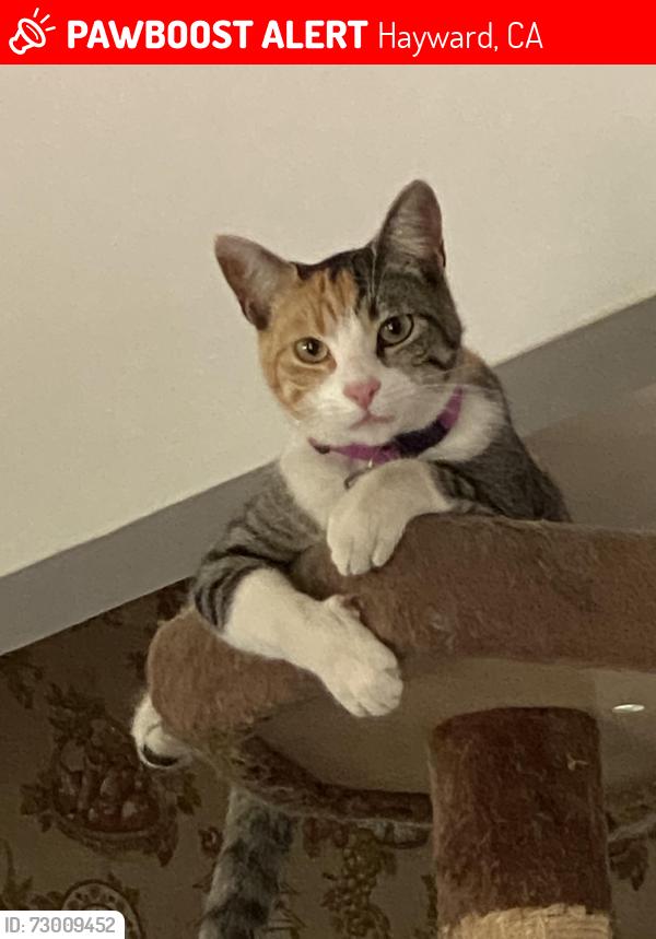 Lost Female Cat last seen Berry/Pleasant Way/Soto Rd, Hayward, CA 94544