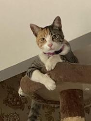 Lost Female Cat last seen Berry/Pleasant Way/Soto Rd, Hayward, CA 94544