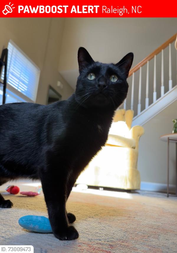 Lost Male Cat last seen Charleston Park Dr, Raleigh, NC 27604
