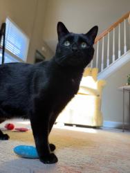 Lost Male Cat last seen Charleston Park Dr, Raleigh, NC 27604