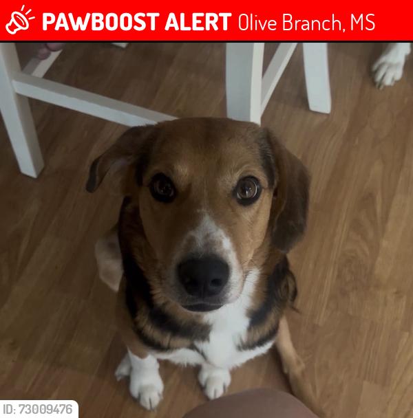 Lost Male Dog last seen N. Germantown rd, Olive Branch, MS 38654
