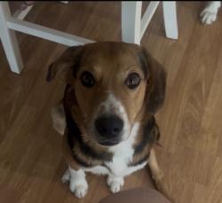 Lost Male Dog last seen N. Germantown rd, Olive Branch, MS 38654