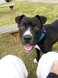 Lost Male Dog last seen 4th and shelby , Nashville, TN 37206