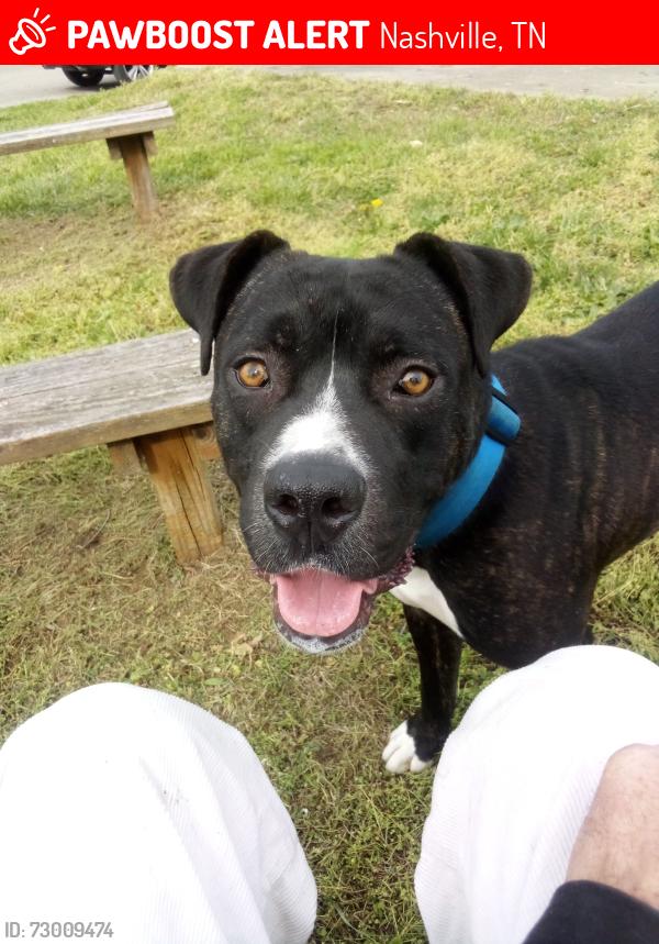 Lost Male Dog last seen 4th and shelby , Nashville, TN 37206