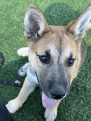 Shelter Stray Female Dog last seen , 3201 Lacy St, Los Angeles, CA 90031, USA