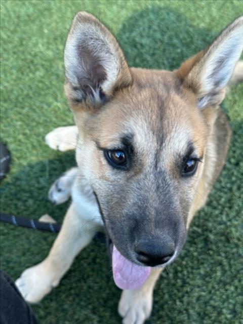 Shelter Stray Female Dog last seen , 3201 Lacy St, Los Angeles, CA 90031, USA