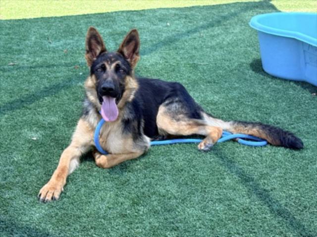 Shelter Stray Male Dog last seen , 3201 Lacy St, Los Angeles, CA 90031, USA