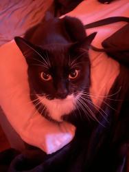 Reunited Male Cat last seen Greenwood, Puyallup, WA 98374