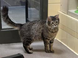 Shelter Stray Female Cat last seen Near BLOCK BRENTWOOD ST LAKEWOOD CO 80214, 1241 W Bayaud Ave, Denver, CO 80223, USA