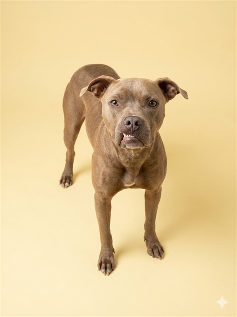 Shelter Stray Male Dog last seen Near BLOCK JAMMES ROAD, 2020 Forest St, Jacksonville, FL 32204, USA