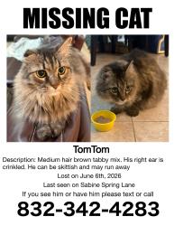 Lost Male Cat last seen Waterstone Subdivision , Harris County, TX 77449