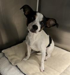 Shelter Stray Male Dog last seen STARBIRD ST/W STEVENS AVE EUSTIS, 12280 County Rd 448, Tavares, FL 32778, USA
