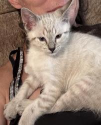 Shelter Stray Male Cat last seen RIPLEY ST & GRAND AVE, 2127 Front St, Sacramento, CA 95818, USA