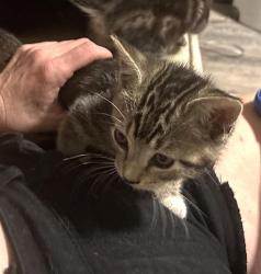 Shelter Stray Male Cat last seen RIPLEY ST & GRAND AVE, 2127 Front St, Sacramento, CA 95818, USA