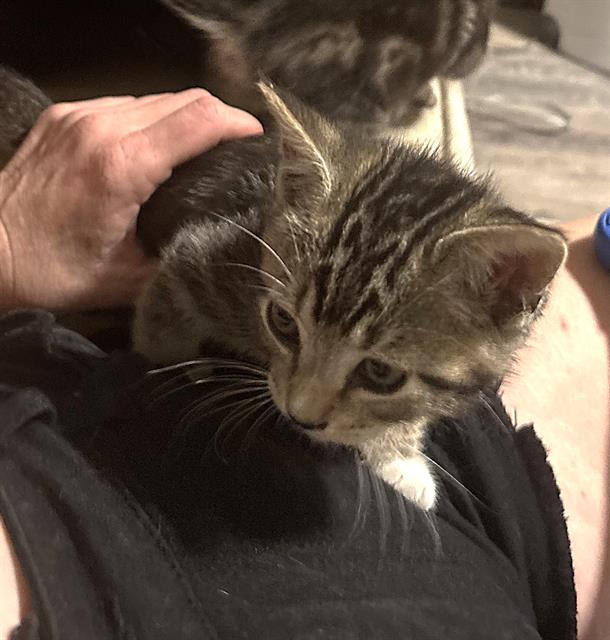 Shelter Stray Male Cat last seen RIPLEY ST & GRAND AVE, 2127 Front St, Sacramento, CA 95818, USA