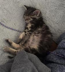 Shelter Stray Male Cat last seen RIPLEY ST & GRAND AVE, 2127 Front St, Sacramento, CA 95818, USA