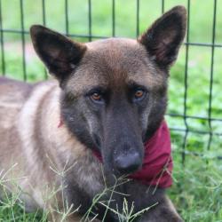 Shelter Stray Female Dog last seen RUIZ ST, 4710 TX-151, San Antonio, TX 78227, USA