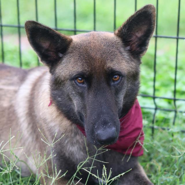 Shelter Stray Female Dog last seen RUIZ ST, 4710 TX-151, San Antonio, TX 78227, USA