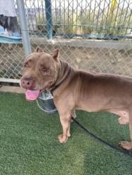 Shelter Stray Male Dog last seen , West Valley Animal Shelter, 20655 Plummer St, Chatsworth, CA 91311, USA