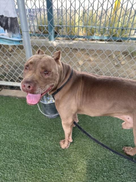 Shelter Stray Male Dog last seen , West Valley Animal Shelter, 20655 Plummer St, Chatsworth, CA 91311, USA