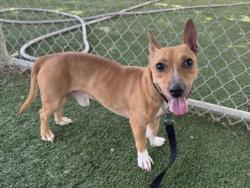 Shelter Stray Male Dog last seen , West Valley Animal Shelter, 20655 Plummer St, Chatsworth, CA 91311, USA