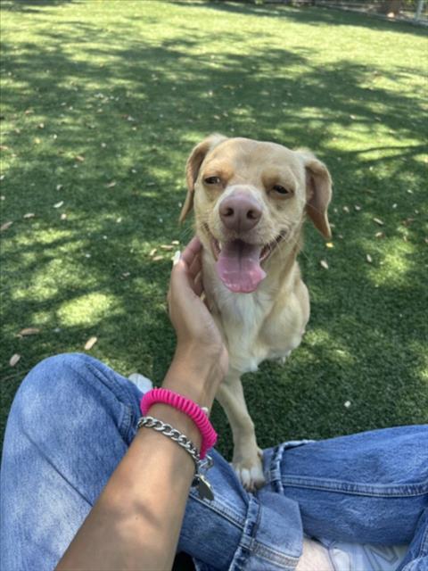Shelter Stray Male Dog last seen , West Valley Animal Shelter, 20655 Plummer St, Chatsworth, CA 91311, USA
