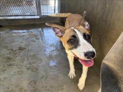 Shelter Stray Female Dog last seen , 14409 Vanowen St, Van Nuys, CA 91405, USA