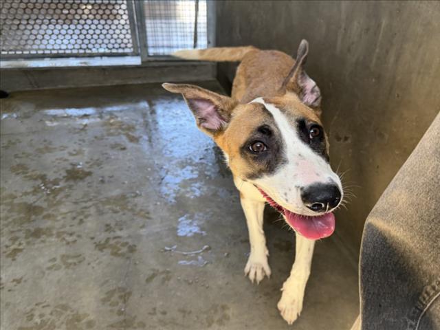Shelter Stray Female Dog last seen , 14409 Vanowen St, Van Nuys, CA 91405, USA