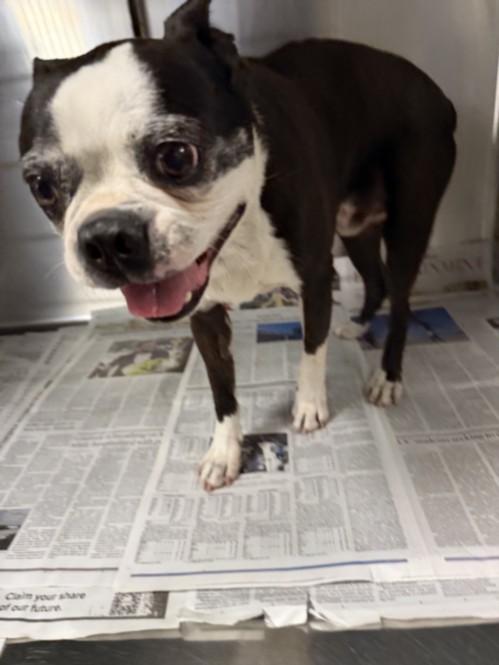 Shelter Stray Male Dog last seen , 14409 Vanowen St, Van Nuys, CA 91405, USA