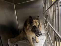 Shelter Stray Female Dog last seen , 14409 Vanowen St, Van Nuys, CA 91405, USA