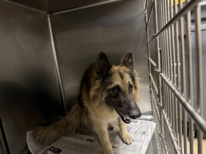 Shelter Stray Female Dog last seen , 14409 Vanowen St, Van Nuys, CA 91405, USA