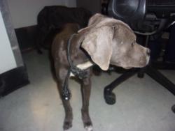 Shelter Stray Male Dog last seen , 14409 Vanowen St, Van Nuys, CA 91405, USA