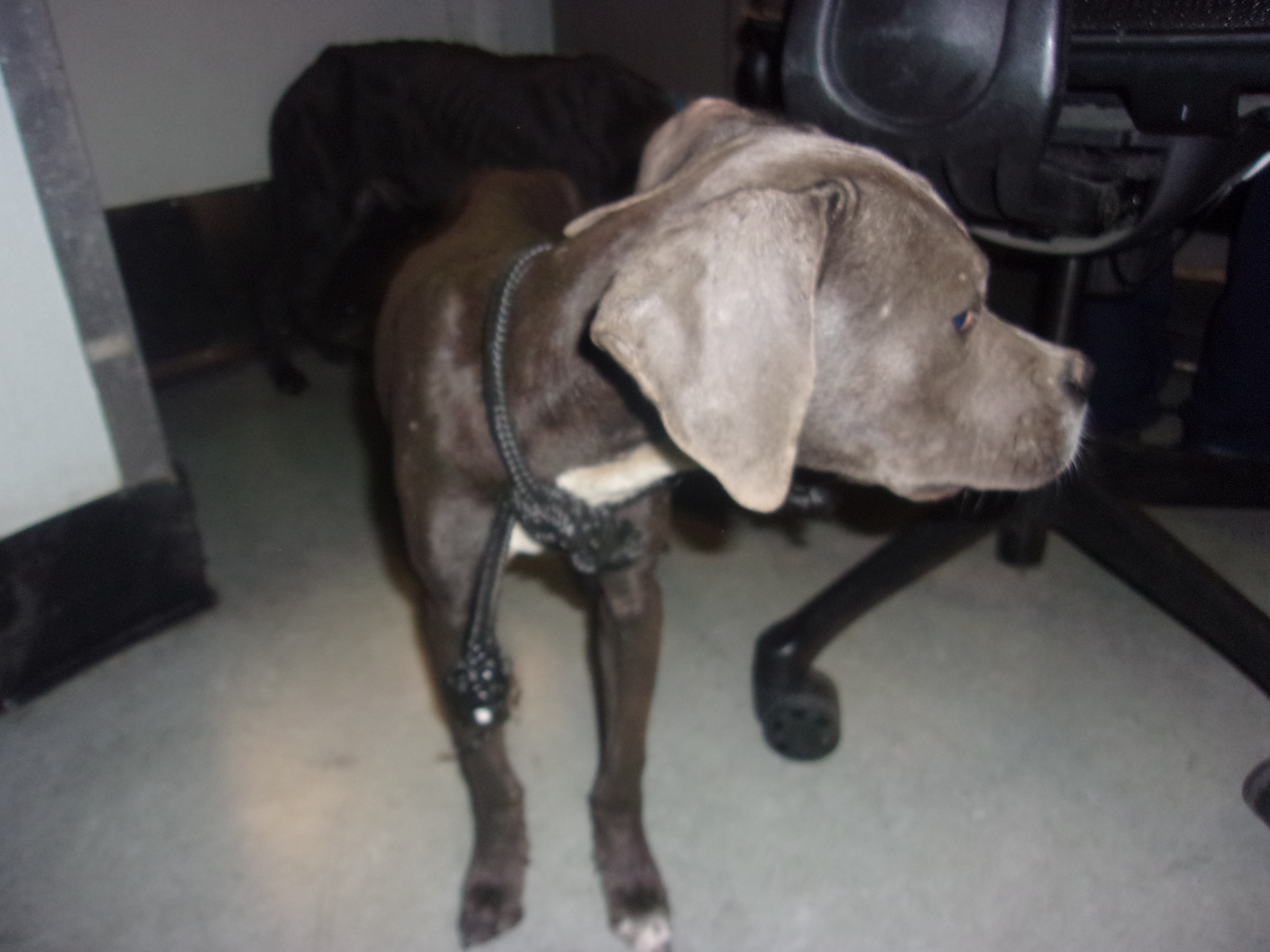 Shelter Stray Male Dog last seen , 14409 Vanowen St, Van Nuys, CA 91405, USA