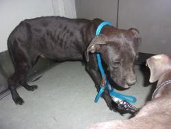 Shelter Stray Female Dog last seen , 14409 Vanowen St, Van Nuys, CA 91405, USA