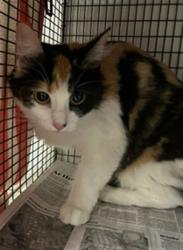 Shelter Stray Female Cat last seen , 14409 Vanowen St, Van Nuys, CA 91405, USA