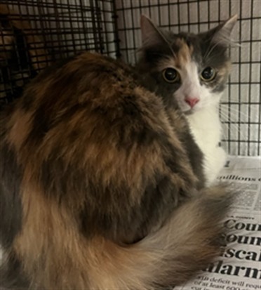 Shelter Stray Female Cat last seen , 14409 Vanowen St, Van Nuys, CA 91405, USA