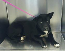 Shelter Stray Female Dog last seen Near BLOCK MOODY ST, FAYETTEVILLE NC 28306, 4704 Corporation Dr, Fayetteville, NC 28306, USA